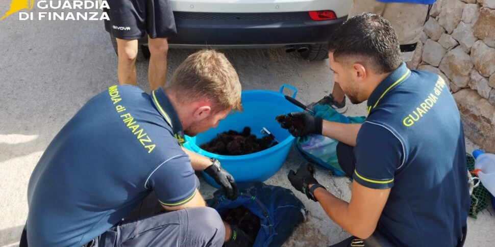 Pesca di frodo a Scicli, sequestrati 709 ricci di mare