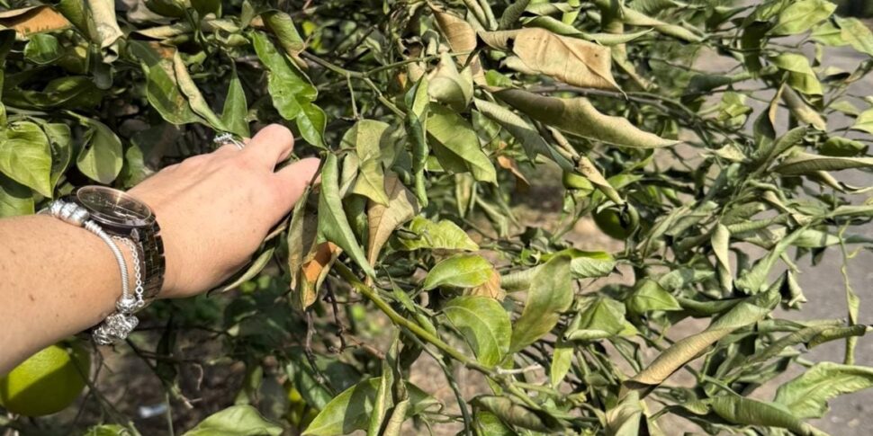 Il forte vento mette in ginocchio la piana di Catania, danni agli agrumeti