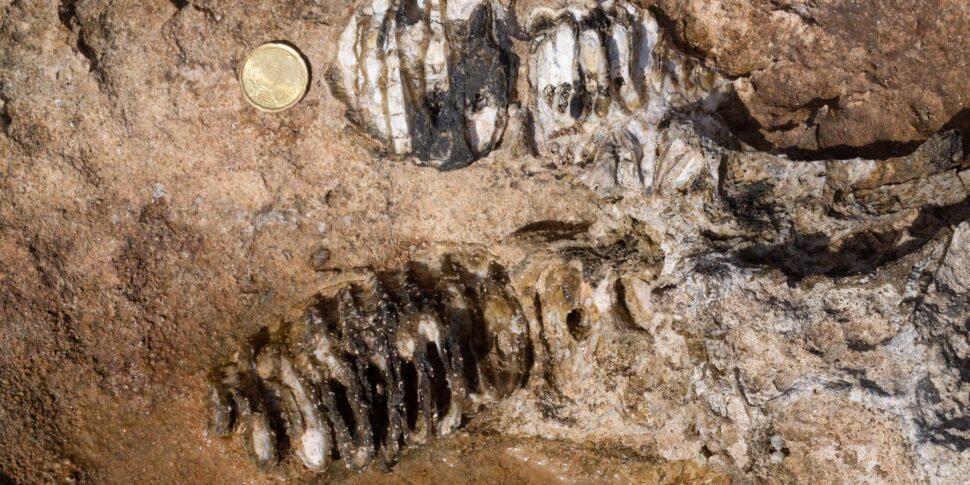 Ritrovati a Fontane Bianche i resti fossili di un elefante nano del Pleistocene