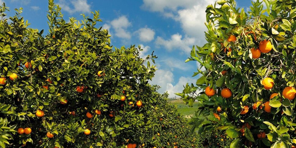 Siccità, al via la terza irrigazione di soccorso per gli agrumeti e i pescheti di Ribera