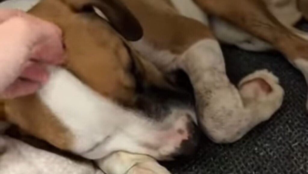 Palermo, cane preso a mazzate dal padrone: Caramello lotta per la vita