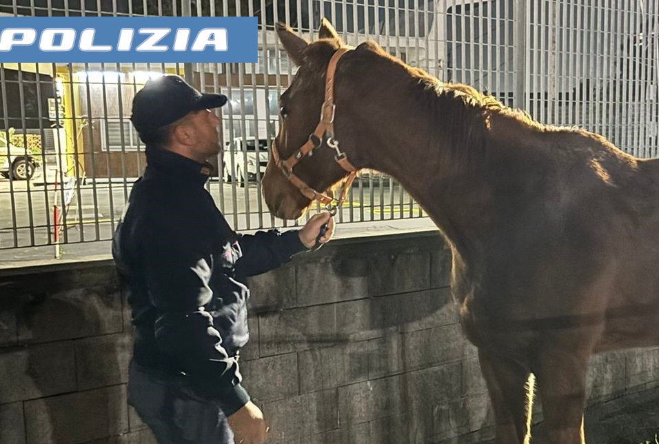 Cavalli vagano in strada a Catania, li salva la Polizia