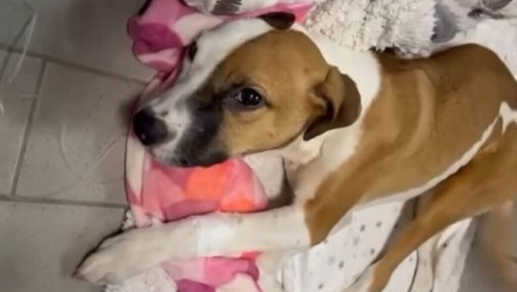 Il cane preso a mazzate, i volontari: “Un’ordinanza per il proprietario”