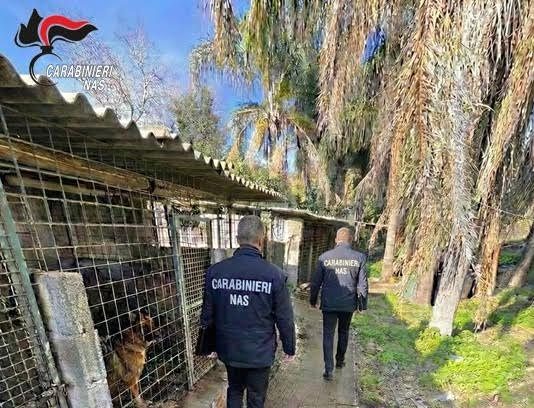 Pastori tedeschi in condizioni pessime, sequestrato canile nel Catanese