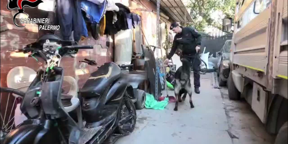 Palermo, maxi controllo a Borgo Nuovo: un arresto e 60 denunce. Sequestrate 89 piante di cannabis. Il video