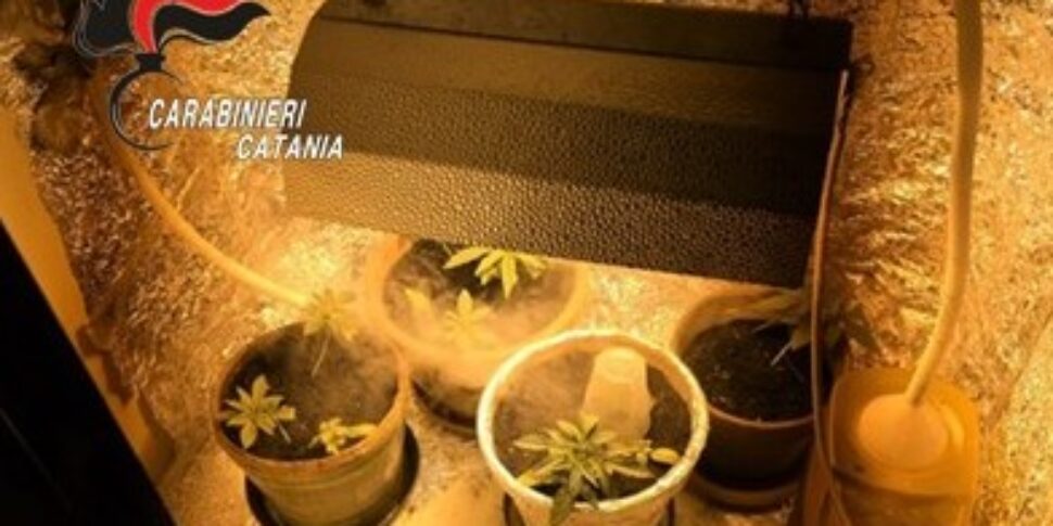 Catania, la chiamata è per una lite in famiglia: dall’armadio spunta una serra di cannabis