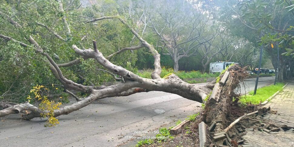 Un grande albero è caduto alla Favorita di Palermo, chiusa la strada al transito delle auto
