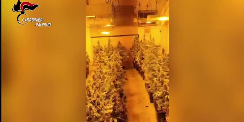 Palermo, i carabinieri scoprono alla Noce una serra di marijuana