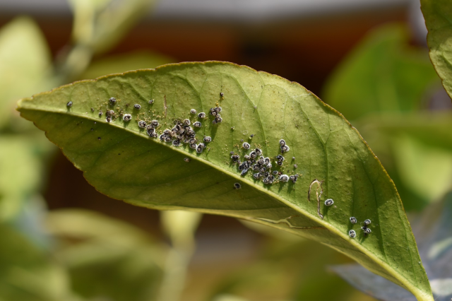 Misure fitosanitarie per il contenimento di Aleurocanthus spiniferus