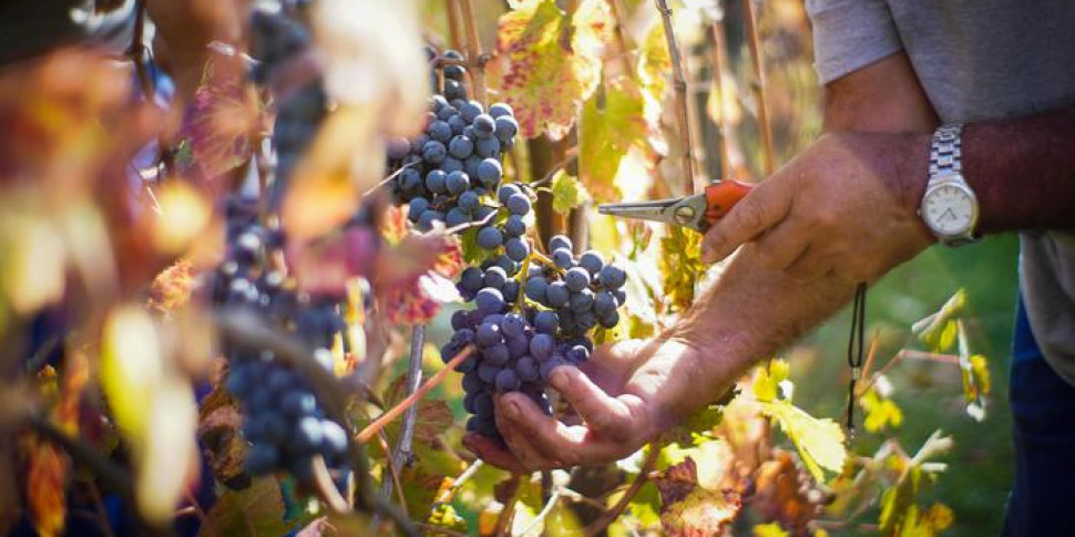 Viticoltura, crisi senza precedenti in Sicilia: a rischio il 50 per cento delle cooperative
