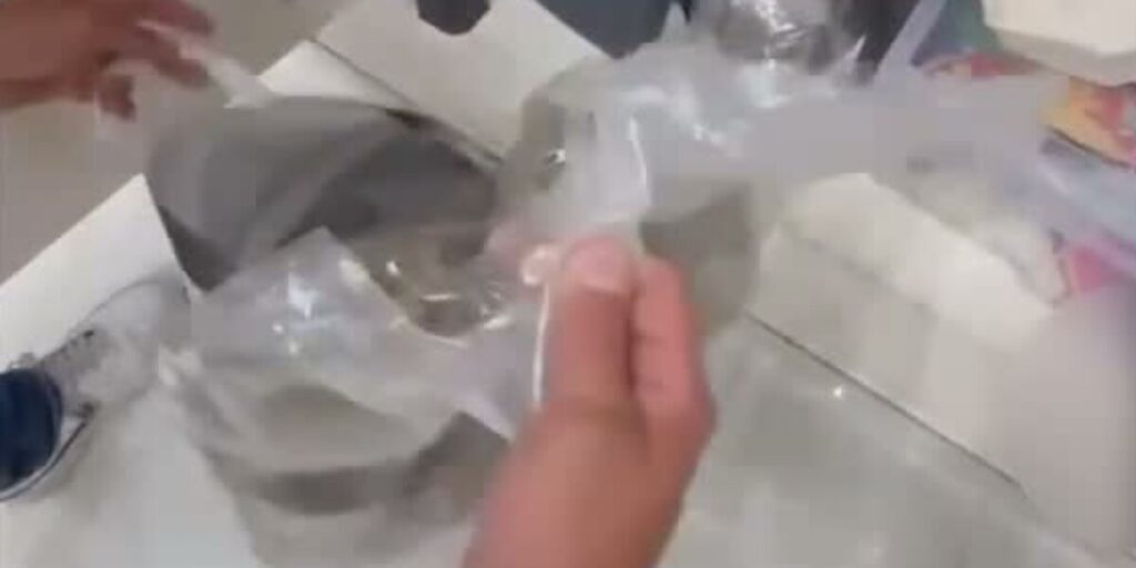 L’odore di marijuana porta la polizia in casa, scoperta «una base della droga»: scatta il sequestro. Il video
