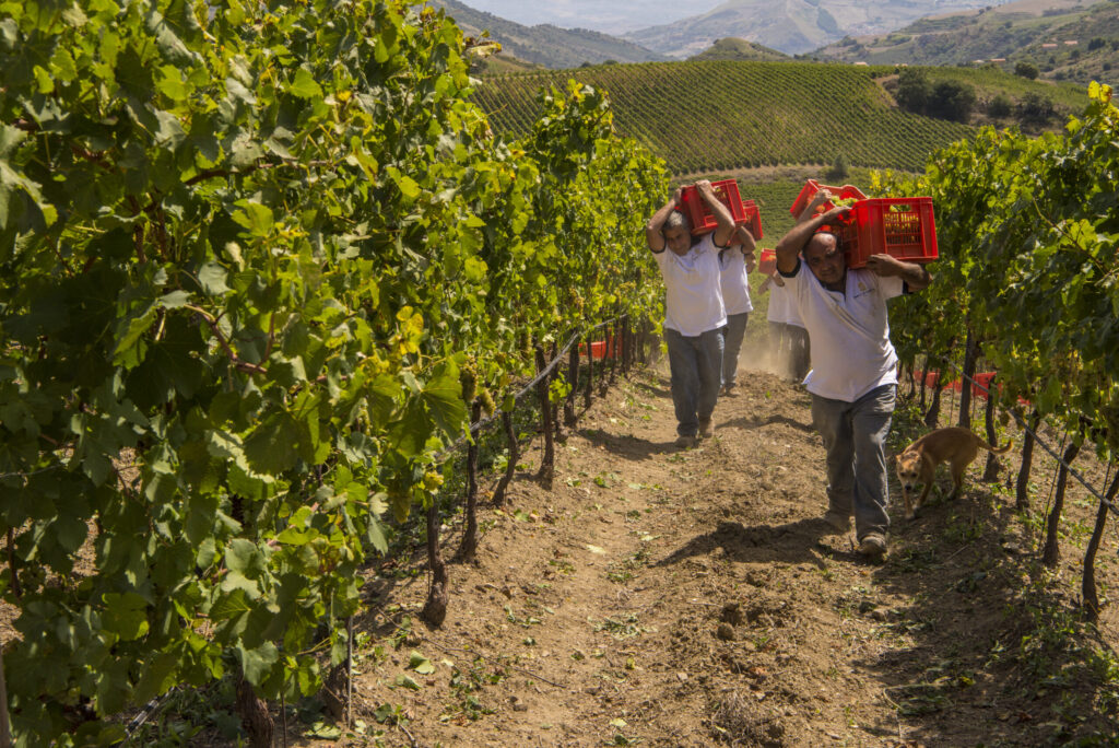 Col caldo la vendemmia gioca d'anticipo