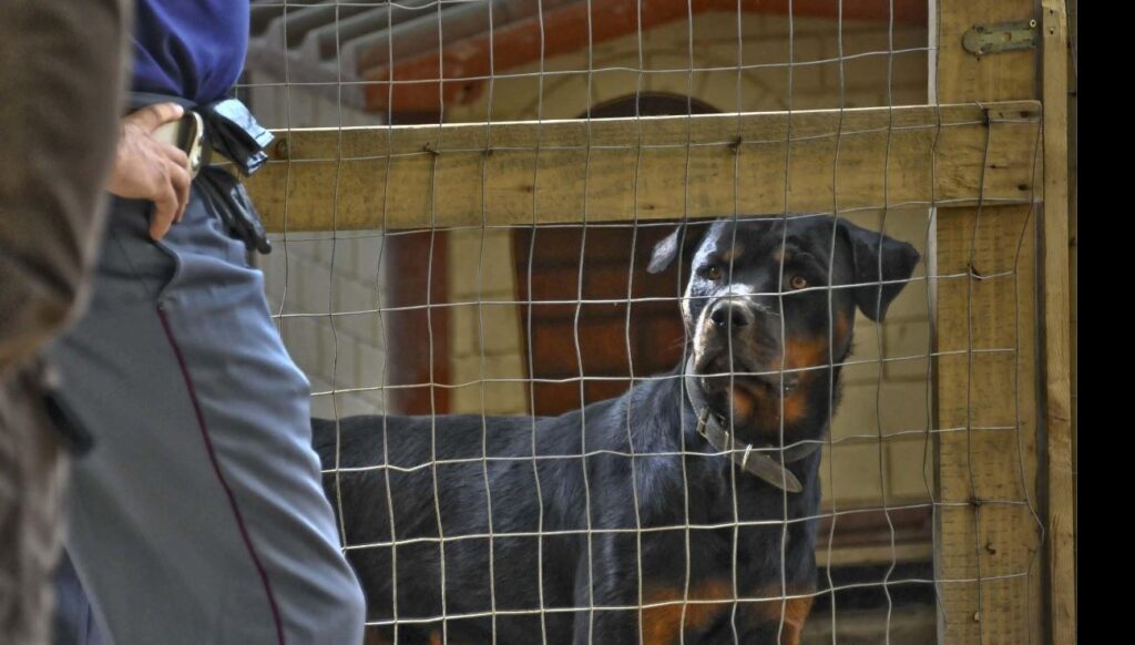 Anziano muore sbranato da due rottweiler nel Salento