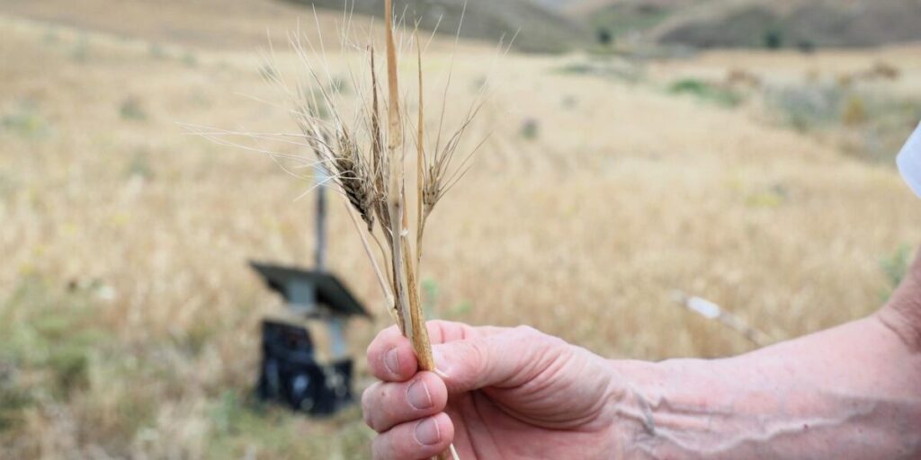 L'estate brucia. Grano dimezzato, danni agli aranceti