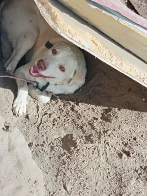 Dalla segnalazione sull’app YouPol all’intervento: salvati cani e capretti nel Siracusano