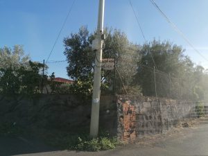 Adrano,  volpe uccisa in contrada Pulica: giace a bordo strada da giorni