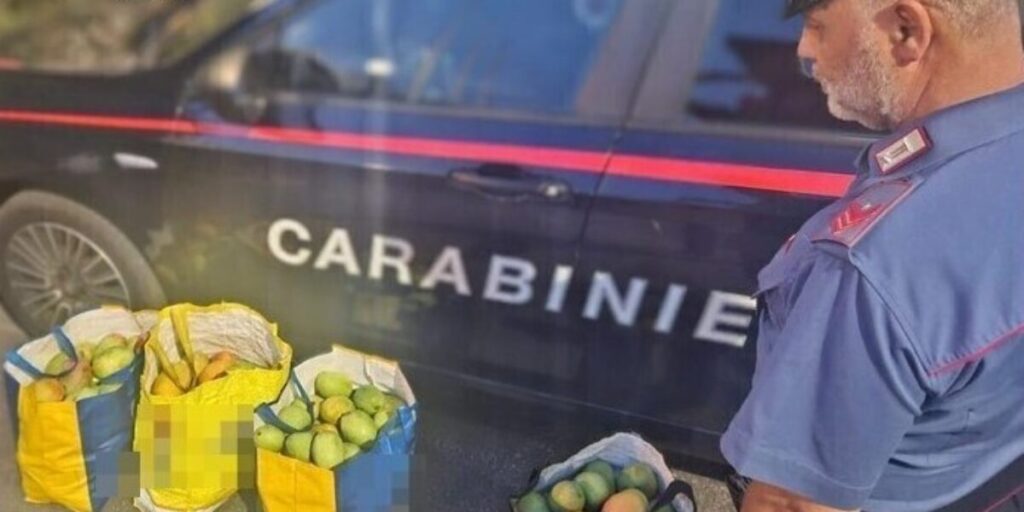 Fermati con 90 chili di mango rubati da un terreno ad Acireale, denunciati due uomini