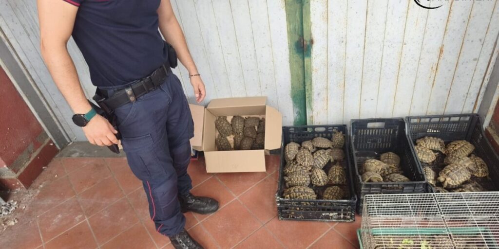Trecastagni, aveva in casa 102 tartarughe di specie protette: denunciato