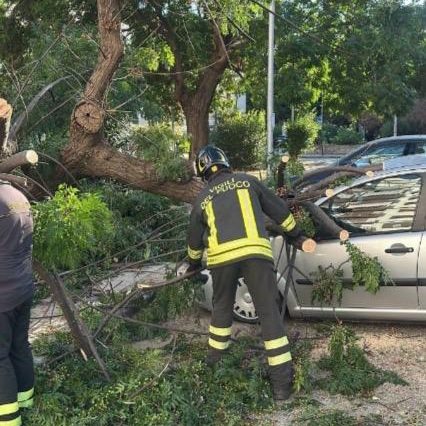 La Sicilia non si sta tropicalizzando ma desertificando, l'allarme: bisogna piantare alberi