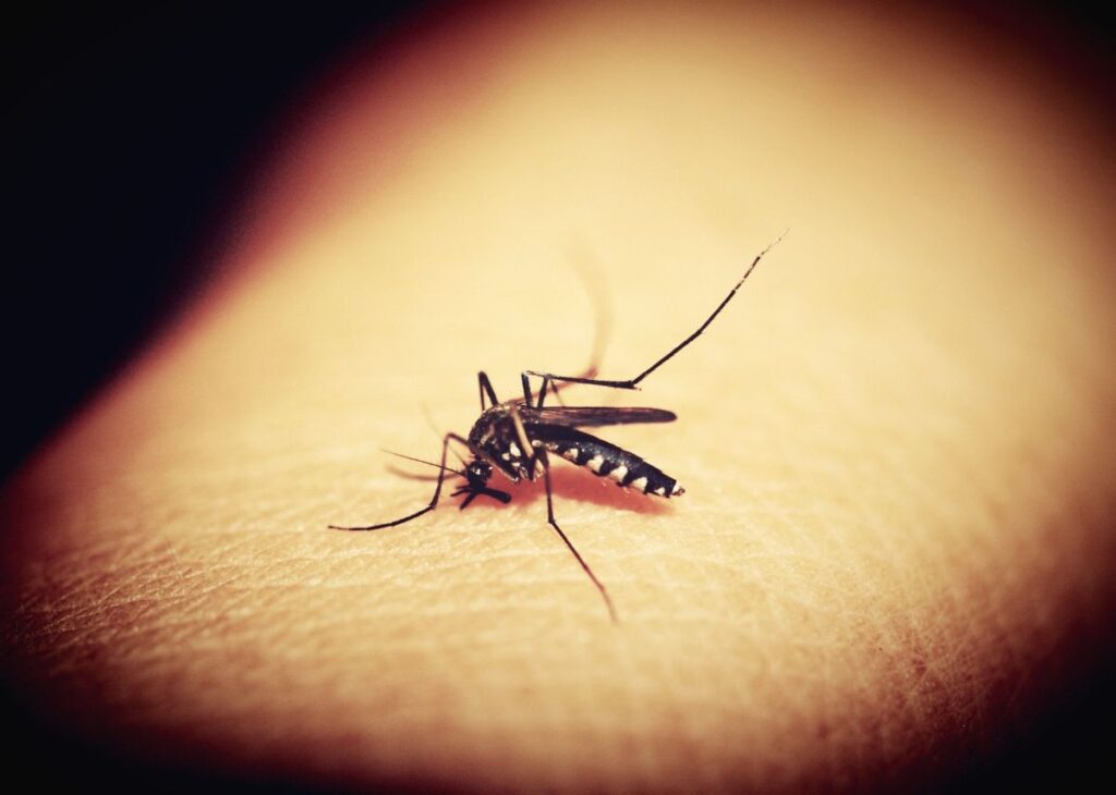 Pisa, secondo caso di Dengue in 48 ore